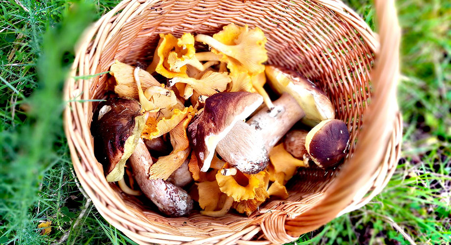 Wild Mushroom on Meikleour Estate